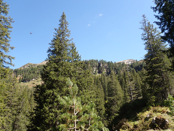 Mürtschenalp